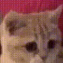 agreeing_cat