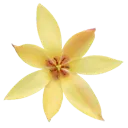 ca_floweryellow