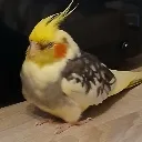 chill_boi