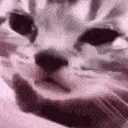 A_CatCrying
