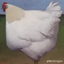 ohiochicken
