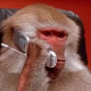 monkey_phone