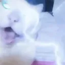 zeuscat
