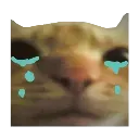 cat_cry
