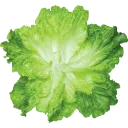 0_lettuc