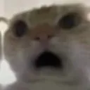 AppalledCat