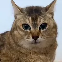tole_tole_3