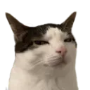cat_sus