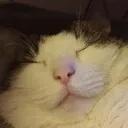 beepy beepy