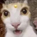 cat_shock