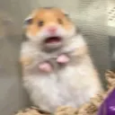 Scared_Hamster