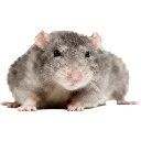 TS_Rodente Discord emoji