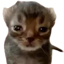 catcry