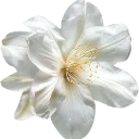 ab_white_flower