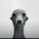 dogstare