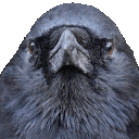 crowNod