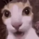 shocked_kitty