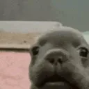 dogshocked