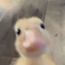 Cute_Duck