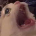 Cat_cry