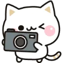 camera_cat