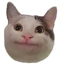 cat2