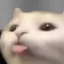 cat4