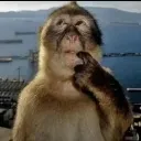 monkey