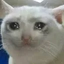 cat5