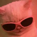 cutecat