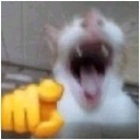 JAJA Discord sticker - Mongolitos