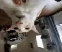 guh
