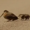 bop
