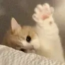 CatCuteWave