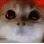 catmadge catmadge