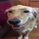 ButtaDawg
