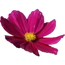 daisy Discord emoji