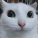 catstaringpolitely