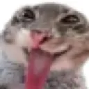 freak_cat