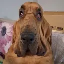 schlabadabadawg
