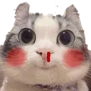 CAT_BloodOutCat