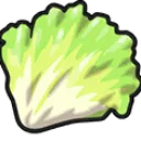 lettuce