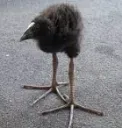 V_wawaw