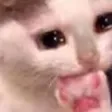 CatNervousCry