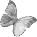 whitebutterfly