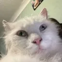 wilding_cat