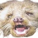 civet