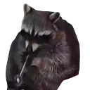 raccoon_crack