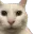 cannycat cannycat