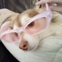 SunflowerxDog custom emote from Sunflower's Basement